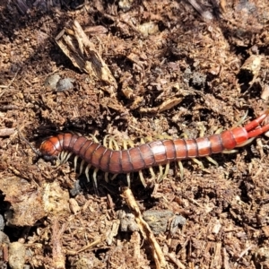 Cormocephalus aurantiipes at Captains Flat, NSW - 5 May 2023 11:10 AM