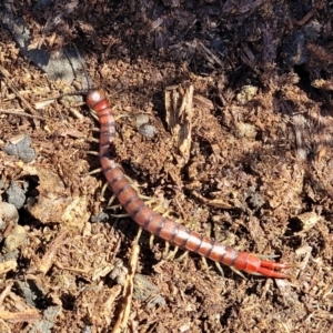 Cormocephalus aurantiipes at Captains Flat, NSW - 5 May 2023