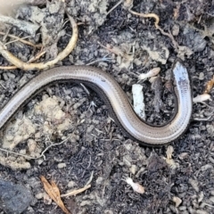 Hemiergis talbingoensis (Three-toed Skink) at Captains Flat, NSW - 5 May 2023 by trevorpreston