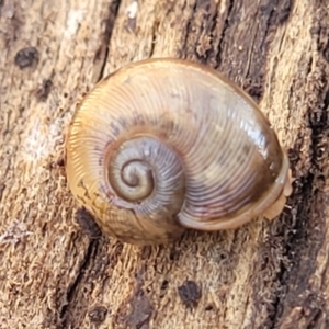 Austrorhytida capillacea at Captains Flat, NSW - 5 May 2023