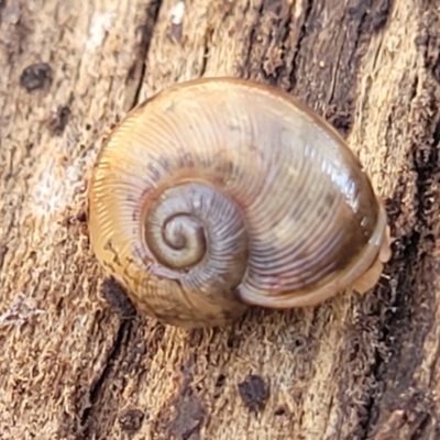 Austrorhytida capillacea (Common Southern Carnivorous Snail) at Captains Flat, NSW - 5 May 2023 by trevorpreston