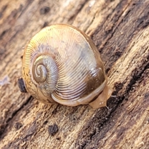 Austrorhytida capillacea at Captains Flat, NSW - 5 May 2023