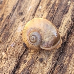 Austrorhytida capillacea at Captains Flat, NSW - 5 May 2023