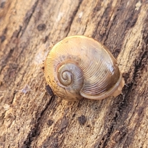 Austrorhytida capillacea at Captains Flat, NSW - 5 May 2023