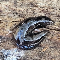 Parakontikia ventrolineata at Captains Flat, NSW - 5 May 2023