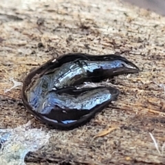 Parakontikia ventrolineata at Captains Flat, NSW - 5 May 2023 11:00 AM