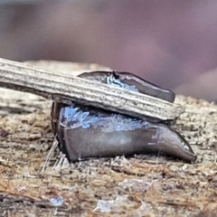 Parakontikia ventrolineata at Captains Flat, NSW - 5 May 2023 11:00 AM