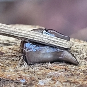 Parakontikia ventrolineata at Captains Flat, NSW - 5 May 2023 11:00 AM