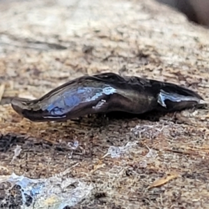 Parakontikia ventrolineata at Captains Flat, NSW - 5 May 2023 11:00 AM