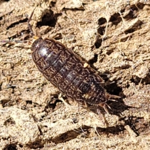 Philosciidae (family) at Captains Flat, NSW - 5 May 2023 10:58 AM