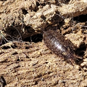 Philosciidae (family) at Captains Flat, NSW - 5 May 2023 10:58 AM