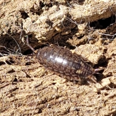 Philosciidae (family) at Captains Flat, NSW - 5 May 2023 10:58 AM