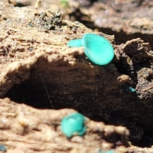 Chlorociboria at Captains Flat, NSW - 5 May 2023