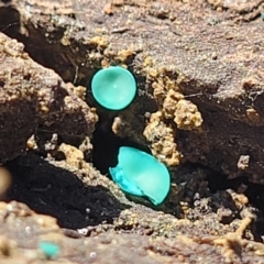 Chlorociboria at Captains Flat, NSW - 5 May 2023