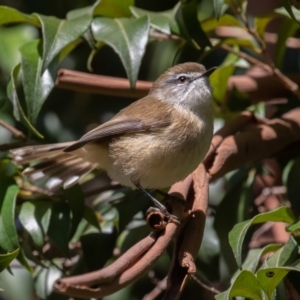 Gerygone mouki at Acton, ACT - 5 May 2023 11:43 AM