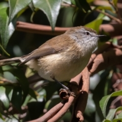 Gerygone mouki at Acton, ACT - 5 May 2023 11:43 AM