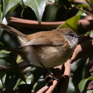 Gerygone mouki at Acton, ACT - 5 May 2023 11:43 AM