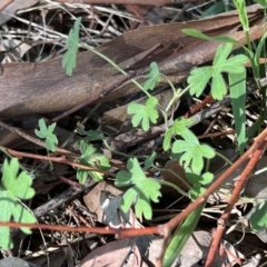 Geranium solanderi (Native Geranium) at Cantor Crescent Woodland, Higgins - 4 May 2023 by Untidy