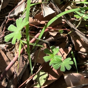 Geranium solanderi at Higgins, ACT - 4 May 2023