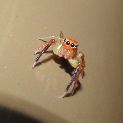 Prostheclina pallida (Orange jumping spider) at ANBG - 5 May 2023 by HelenCross