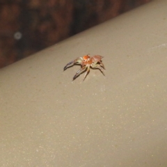 Prostheclina pallida at Acton, ACT - 5 May 2023