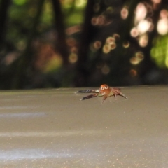 Prostheclina pallida at Acton, ACT - 5 May 2023