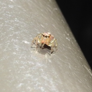 Prostheclina sp (genus) at Acton, ACT - 5 May 2023