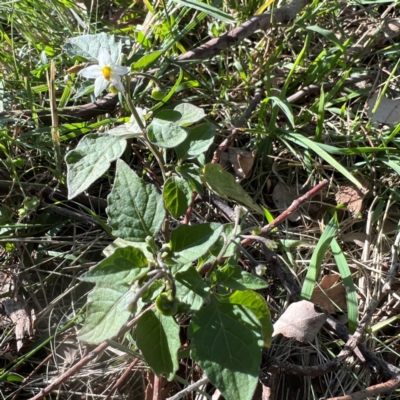 Solanum nigrum (Black Nightshade) at Cantor Crescent Woodland, Higgins - 5 May 2023 by Untidy