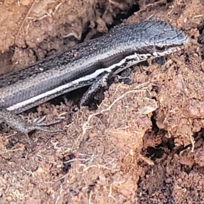 Morethia boulengeri (Boulenger's Skink) at Lyneham, ACT - 5 May 2023 by trevorpreston