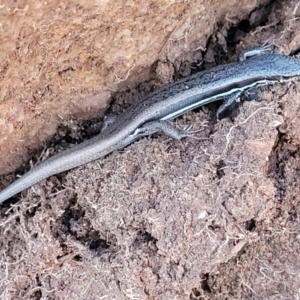 Morethia boulengeri at Lyneham, ACT - 5 May 2023 03:43 PM