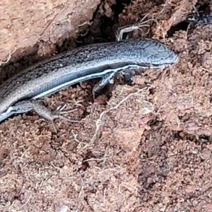 Morethia boulengeri at Lyneham, ACT - 5 May 2023 03:43 PM