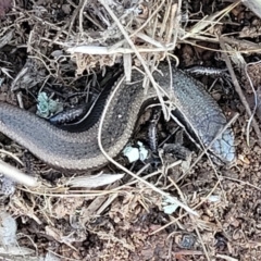 Morethia boulengeri at Lyneham, ACT - 5 May 2023 03:41 PM