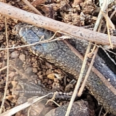 Morethia boulengeri at Lyneham, ACT - 5 May 2023