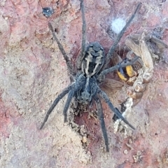 Tasmanicosa sp. (genus) (Tasmanicosa wolf spider) at Lyneham, ACT - 5 May 2023 by trevorpreston