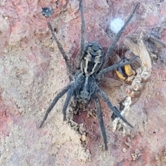 Tasmanicosa sp. (genus) (Unidentified Tasmanicosa wolf spider) at Lyneham, ACT - 5 May 2023 by trevorpreston