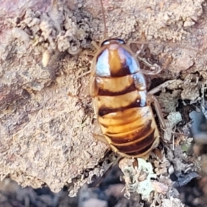 Robshelfordia simplex at Lyneham, ACT - 5 May 2023