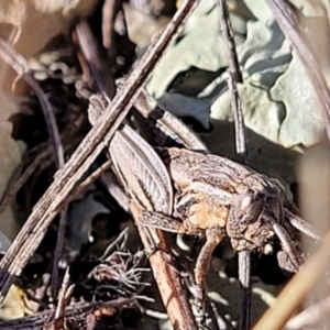 Perunga ochracea at Lyneham, ACT - 5 May 2023 03:22 PM