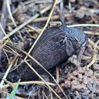 Milax gagates (Black-keeled Slug) at Lyneham, ACT - 5 May 2023 by trevorpreston