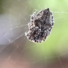 Socca pustulosa (Knobbled Orbweaver) at City Renewal Authority Area - 5 May 2023 by Hejor1