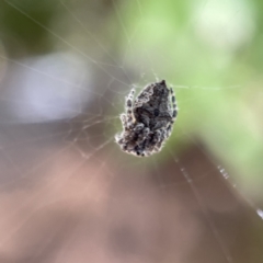 Socca pustulosa at Braddon, ACT - 5 May 2023