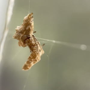 Philoponella congregabilis at Braddon, ACT - 5 May 2023 02:25 PM