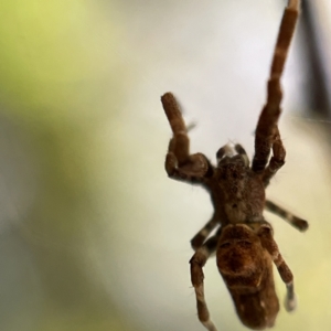 Philoponella congregabilis at Braddon, ACT - 5 May 2023 02:25 PM