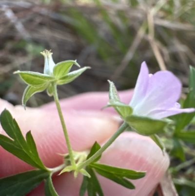 Geranium retrorsum (Grassland Cranesbill) at Aranda Bushland - 5 May 2023 by lbradley