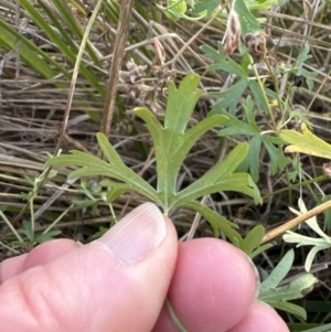 Geranium retrorsum at Aranda, ACT - 5 May 2023 05:08 PM