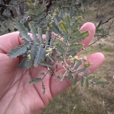 Acacia baileyana x Acacia dealbata (Cootamundra Wattle x Silver Wattle (Hybrid)) at Molonglo Valley, ACT - 5 May 2023 by lbradley