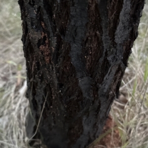 Acacia baileyana x Acacia dealbata at Molonglo Valley, ACT - 5 May 2023