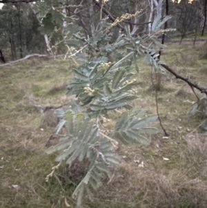 Acacia baileyana x Acacia dealbata at Aranda, ACT - 5 May 2023