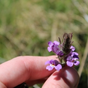 Euphrasia caudata at Cotter River, ACT - 8 Jan 2023