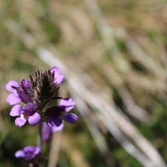 Euphrasia caudata at Cotter River, ACT - 8 Jan 2023