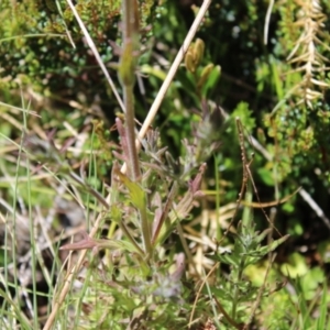 Euphrasia caudata at Cotter River, ACT - 8 Jan 2023